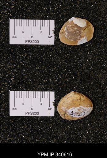 Corbicula sp.