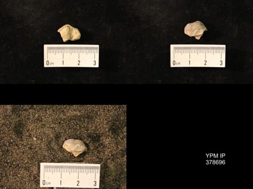 Marginifera wabashensis
