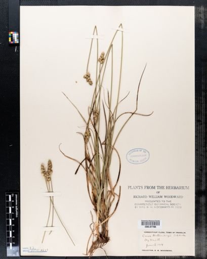 Carex muehlenbergii
