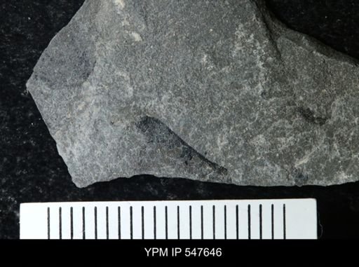 undet. Eurypterida