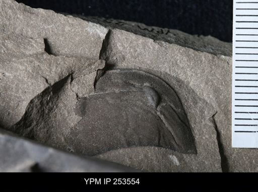 Eurypterus sp.