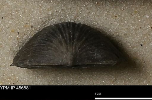 Stropheodonta sp.