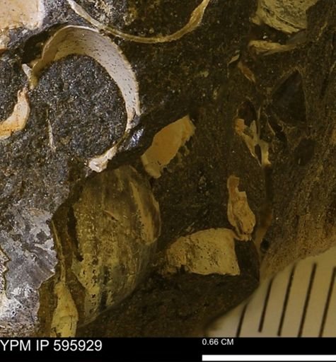 undet. Mollusca