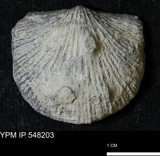 Stropheodonta demissa