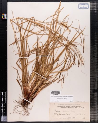 Carex venusta