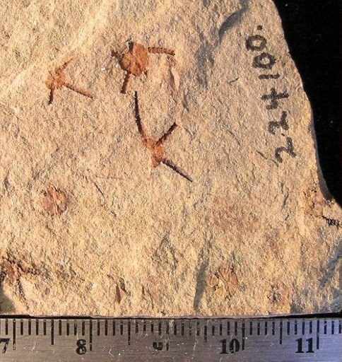 Stephanoura belgica