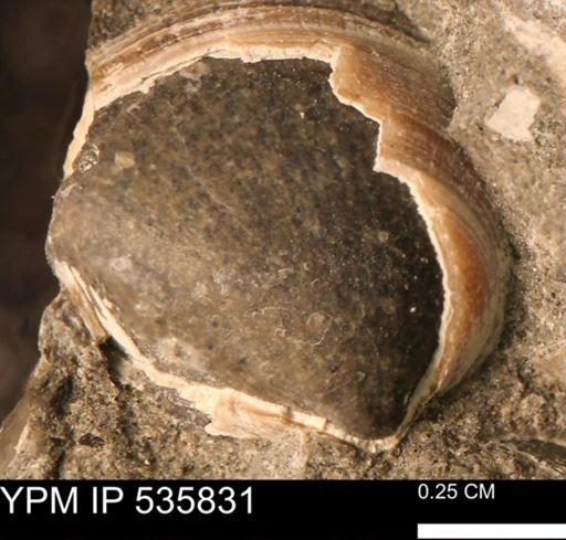 Limopsis striatopunctatus