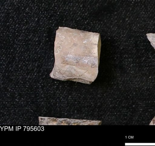 Baculites sp.