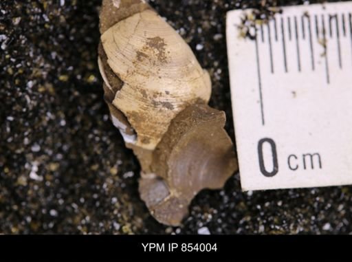 Limopsis striatopunctatus