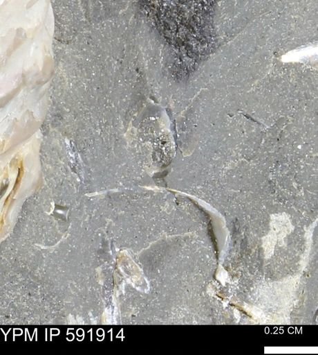 Mollusca