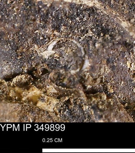 undet. Mollusca