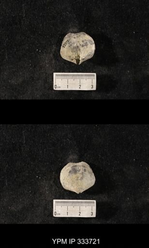 Athyris sp.