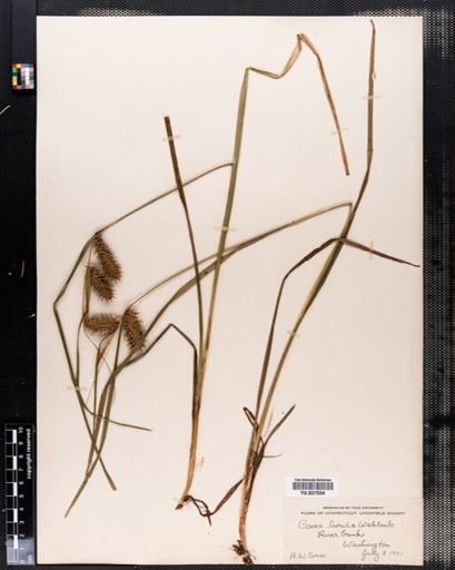 Carex lurida