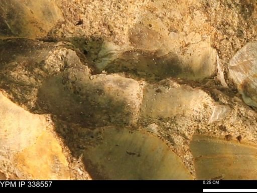 Protocardia subquadrata