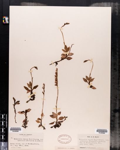 Plantae