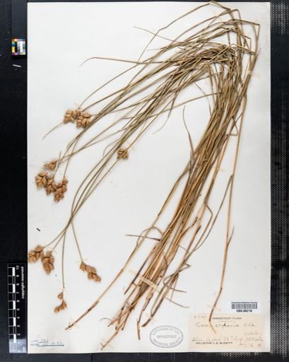 Carex scoparia