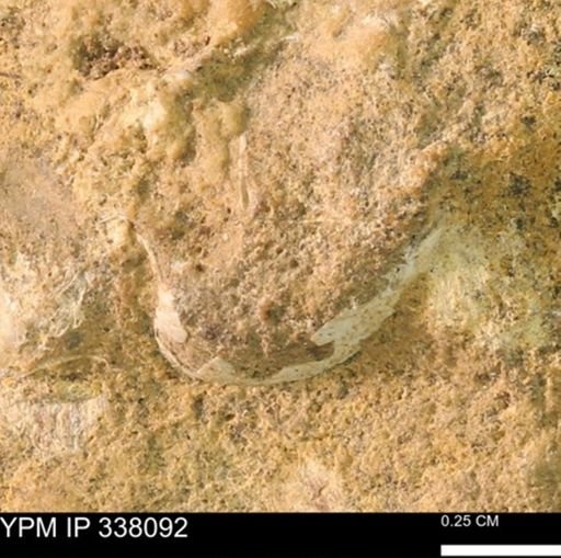 undet. Bivalvia
