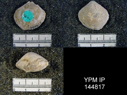 Athyris capillata