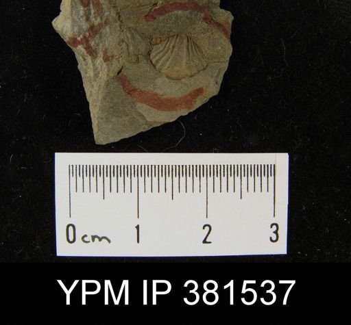 Tylothyris sp.