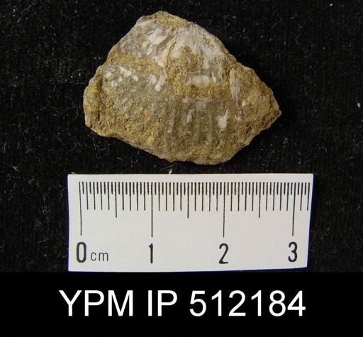 undet. Brachiopoda