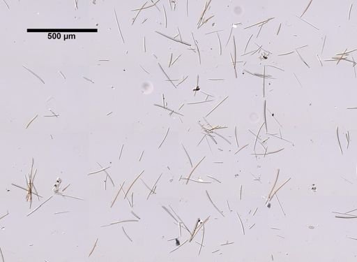 Clathria prolifera