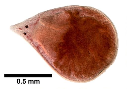 Plagiostomum whitmani
