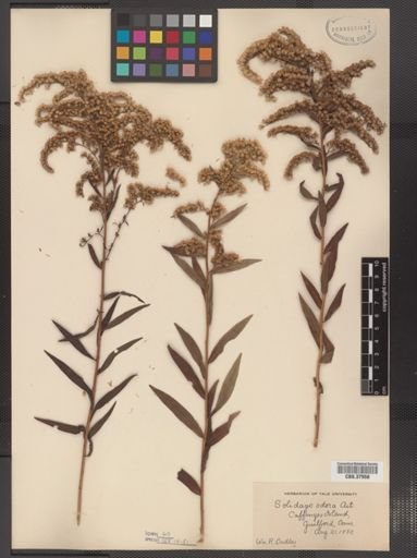Solidago odora