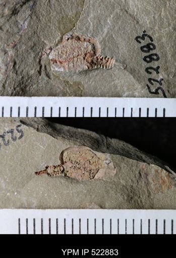 Phyllocystis?
