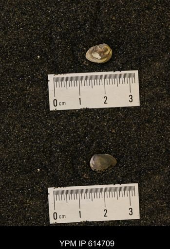 Limopsis striatopunctatus