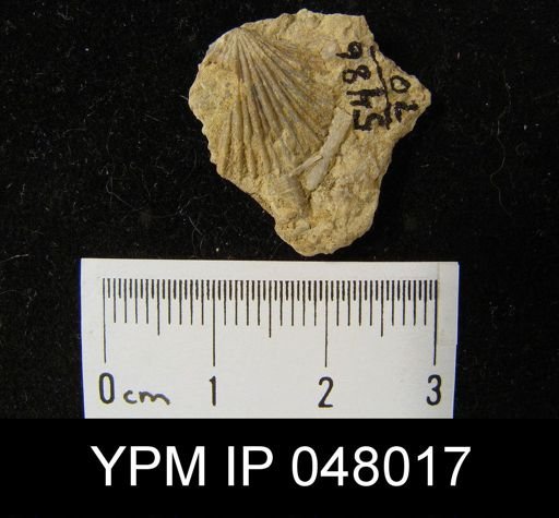 Schizoramma fissiplicata