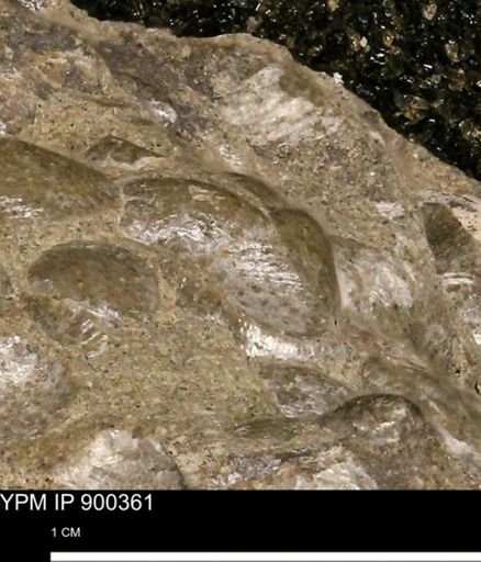 Anomia gryphorhyncha