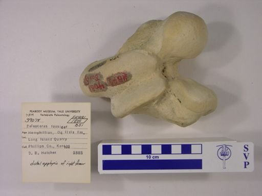 Teleoceras fossiger