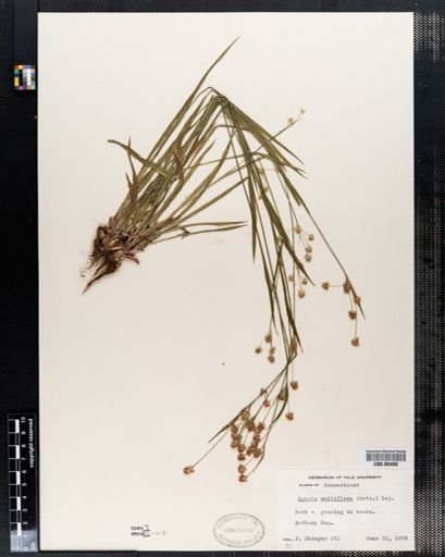 Luzula multiflora