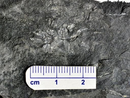 Sphenophyllum sp.