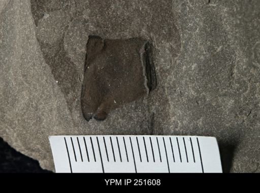 undet. Eurypterida