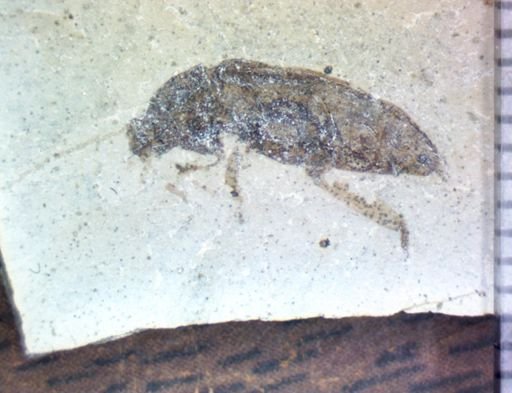 undet. Coleoptera