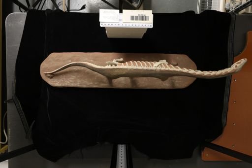Anchisaurus colurus