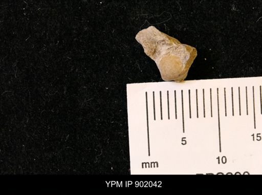 Protocardia sp.