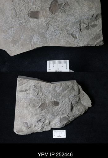 undet. Phyllocarida