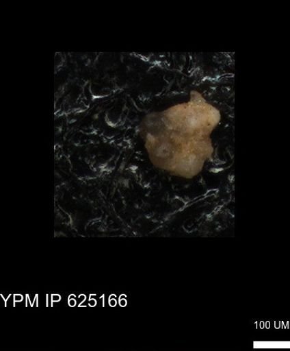 undet. Foraminiferida