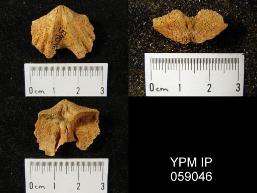Delthyris perlamellosa