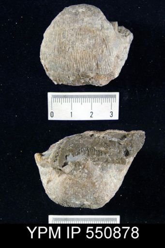 Productus morrowensis