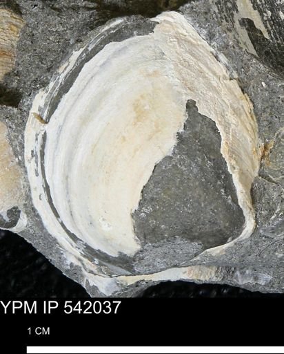 Protocardia subquadrata