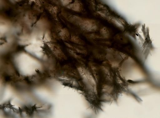 Mycale (Zygomycale) parishii