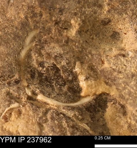 Limopsis striatopunctatus