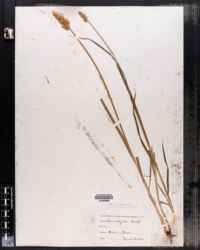 Carex stipata
