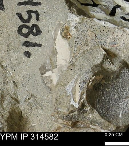 undet. Mollusca