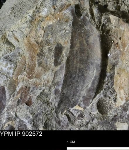 undet. Inoceramidae