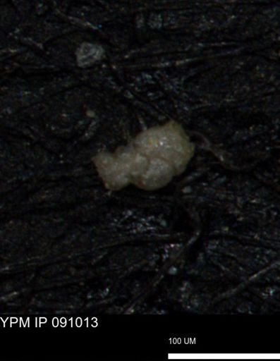 Verneuilinoides kansasensis