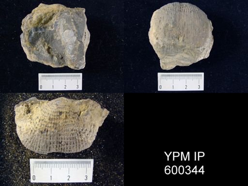 Productus semireticulatus